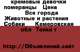 кремовые девочки померанцы › Цена ­ 30 000 - Все города Животные и растения » Собаки   . Кемеровская обл.,Топки г.